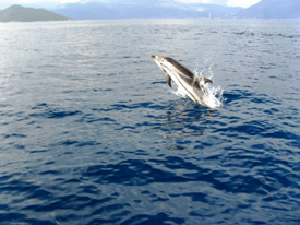 δελφίνια στο Ιόνιο